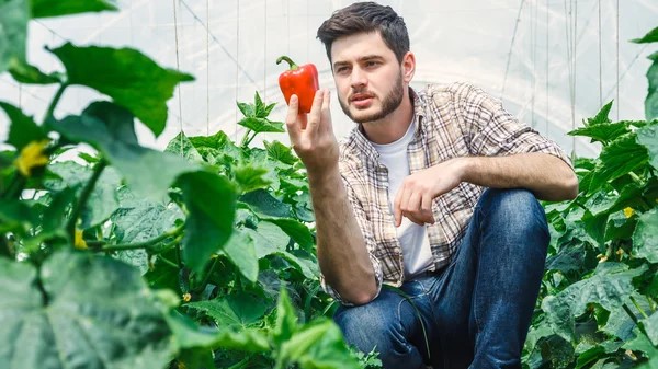 agronomo anove